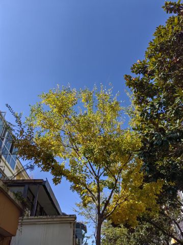 动态图片