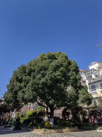 动态图片