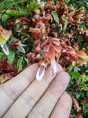 动态图片