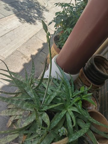 动态图片