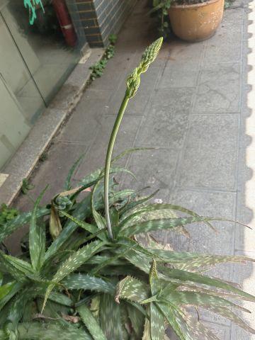 动态图片