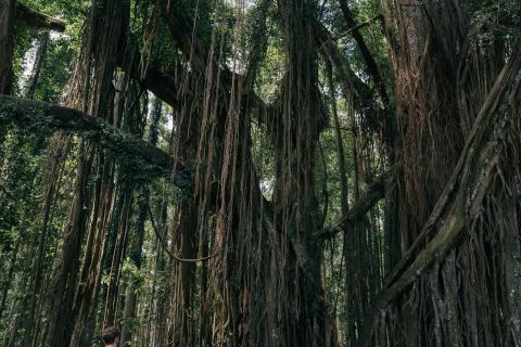 动态图片